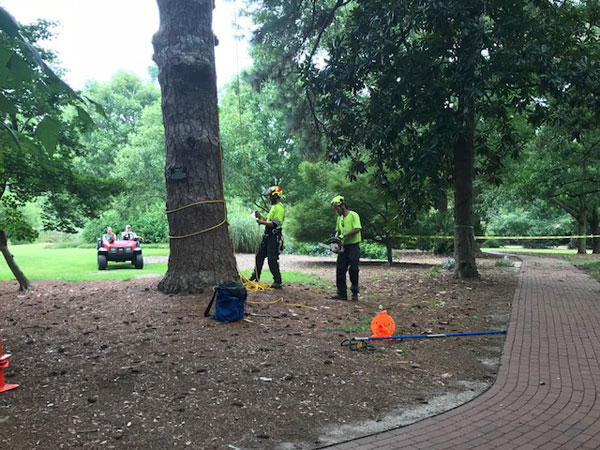 Professional arborists in safety gear performing tree assessment and removal planning in a manicured park setting.