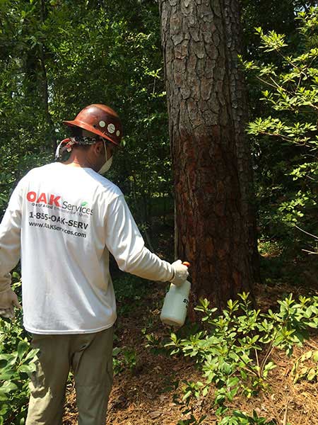 Oak Services professional applying tree treatment to large trunk for pest management and health preservation.