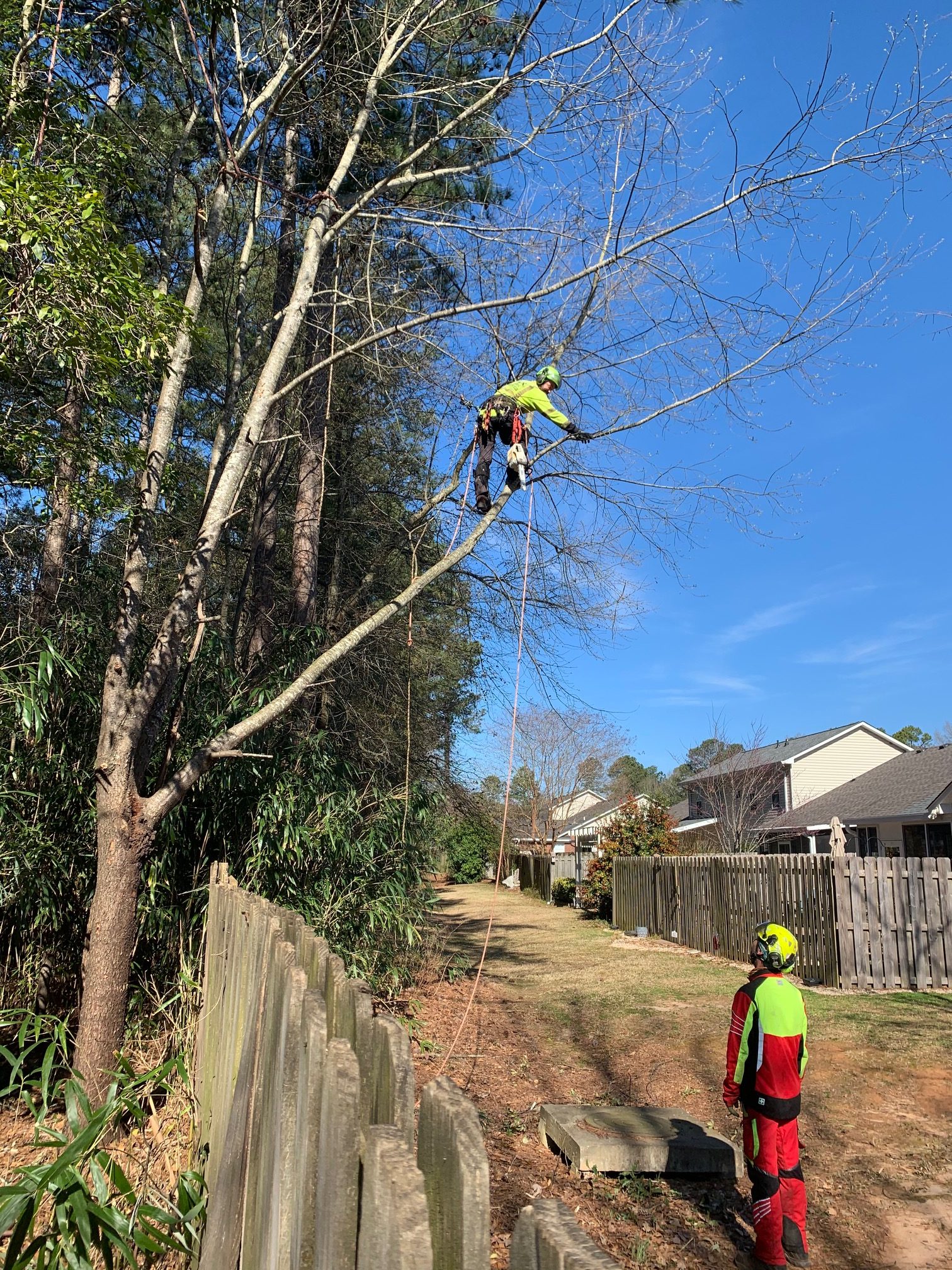 Professional arborists in high-visibility safety gear performing tree trimming with chainsaws on residential property in Aiken area.
