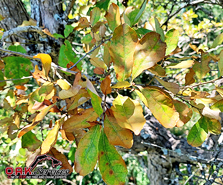 Deciduous tree canopy in autumn showing seasonal color transition from green to yellow and orange foliage.