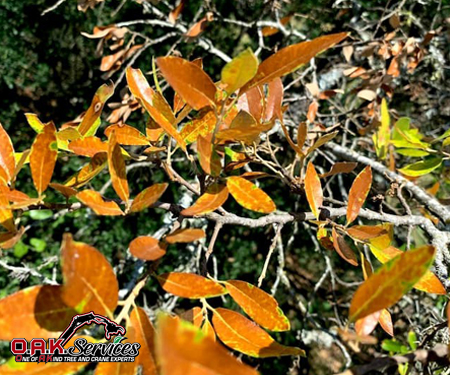Deciduous shrub displaying autumn foliage with orange and golden-yellow leaves in seasonal transition.