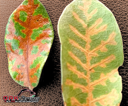 Tree leaves showing fungal disease symptoms with discoloration and necrotic spotting requiring professional assessment.