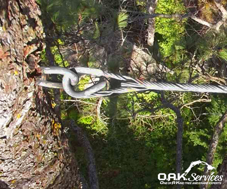 Professional tree cabling system secured to large trunk with metal brackets for structural support.