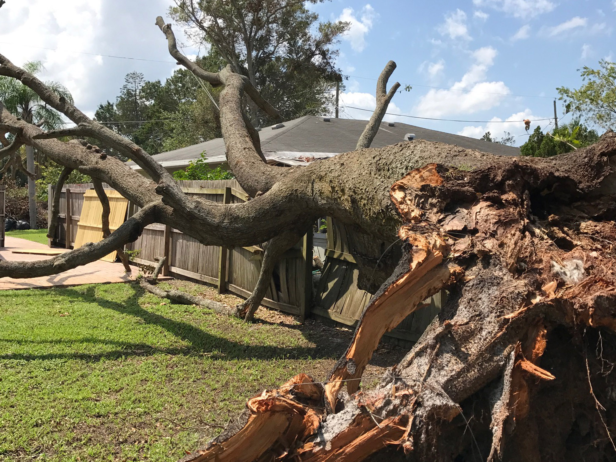 24hr Tropical Storm Debby Tree Removal Sevice